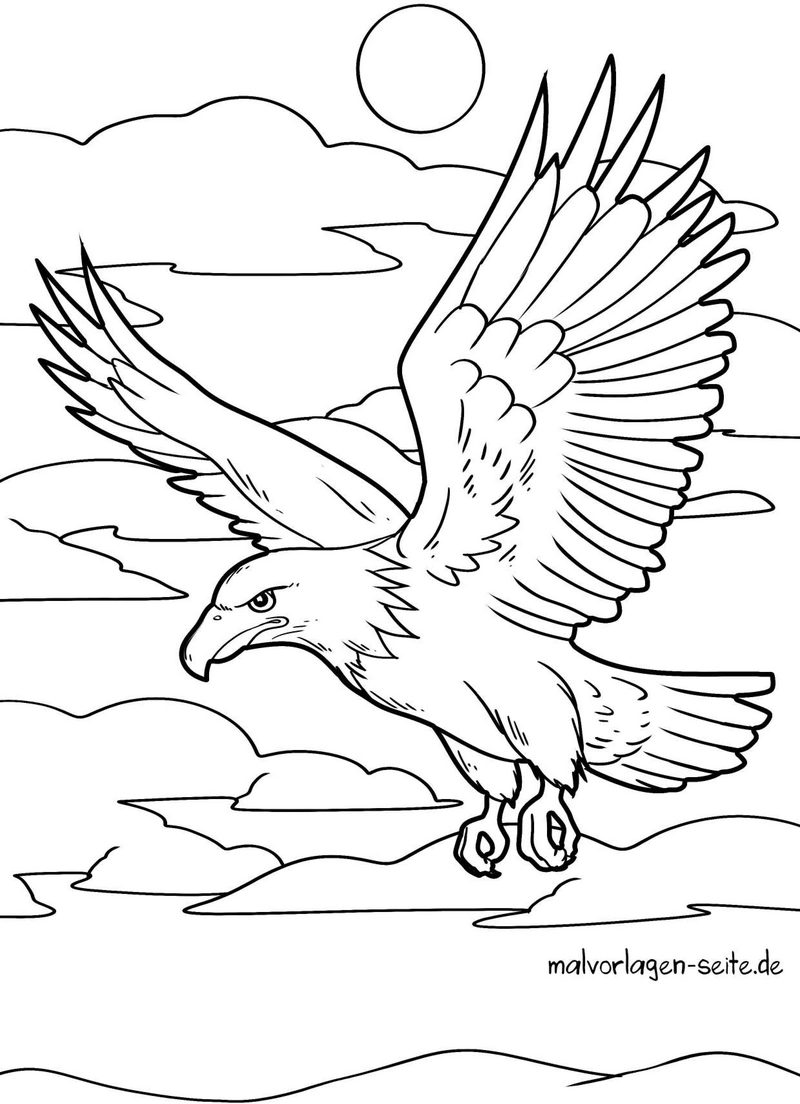 adler-im-flug-durch-den-himmel