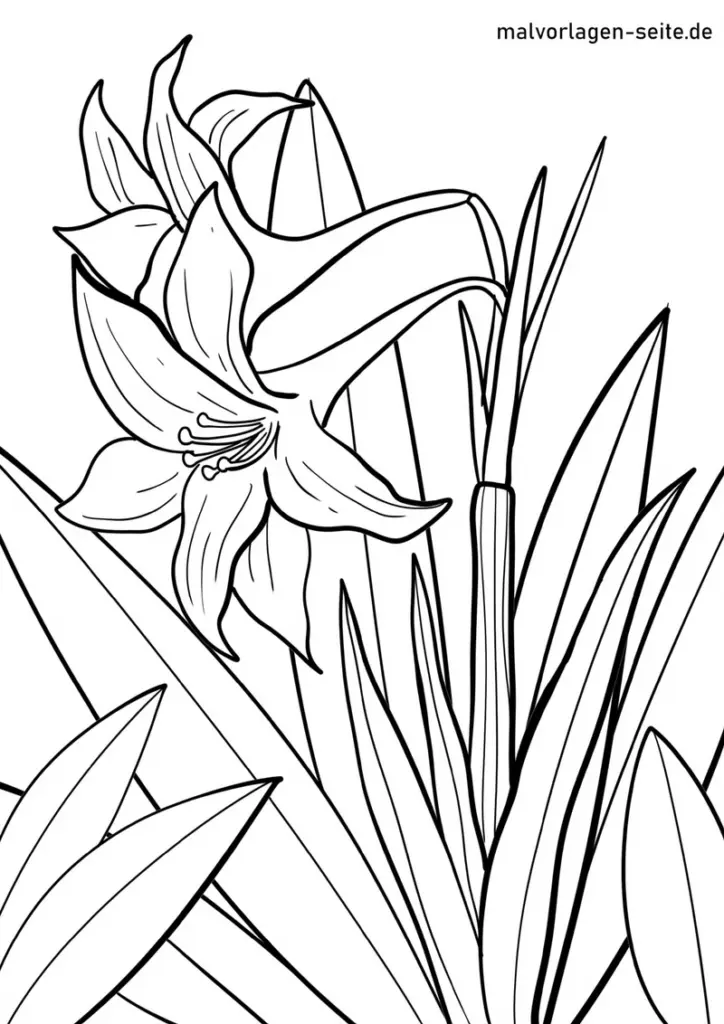 amaryllis-blume-ausmalvorlage