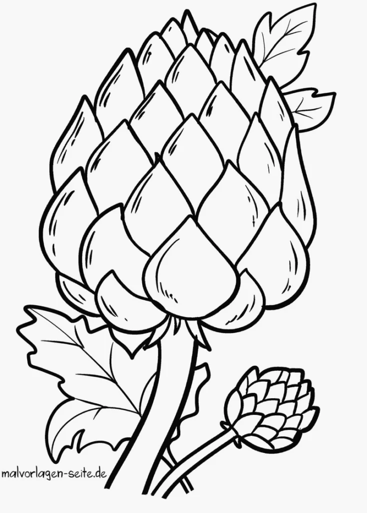 artischocke-malvorlage-ausmalen