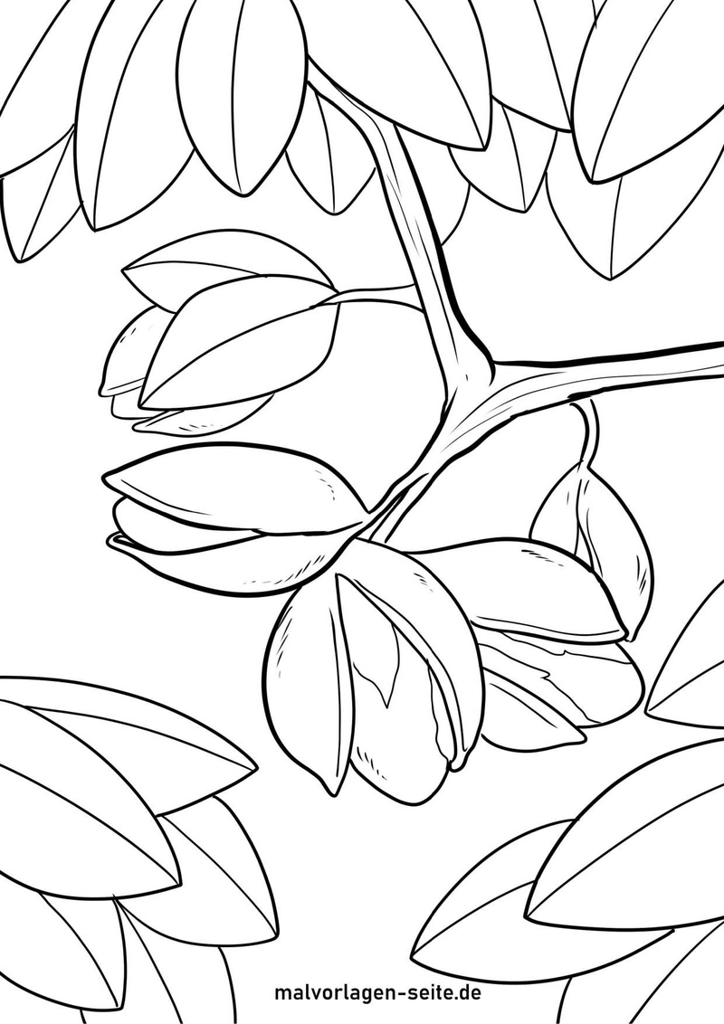 ast-mit-knospen-und-blaettern