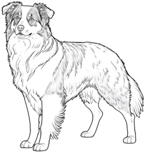 australian-shepherd-malvorlage