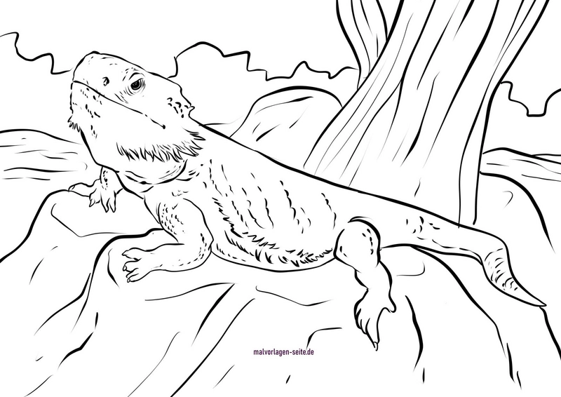 bartagame-ausmalvorlage-auf-steinen