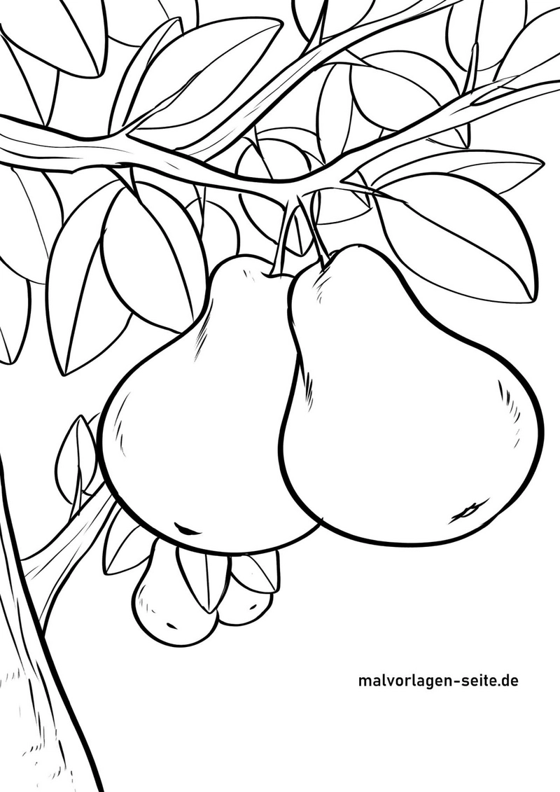 birnen-am-baum-ausmalvorlage