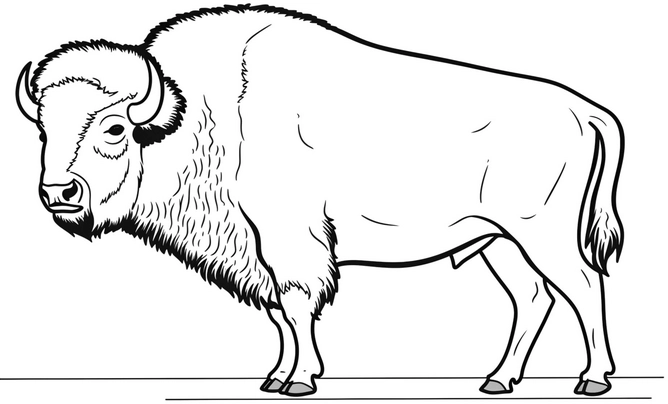 bison-ausmalbild-fuer-kinder