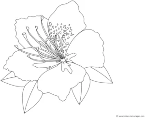 blume-ausmalvorlage-fuer-kinder