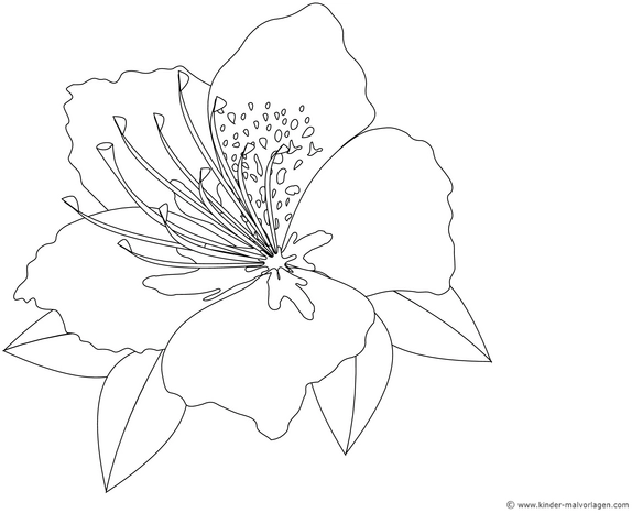 blume-ausmalvorlage-fuer-kinder