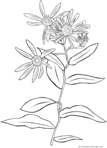 blume-ausmalvorlage-natur-details