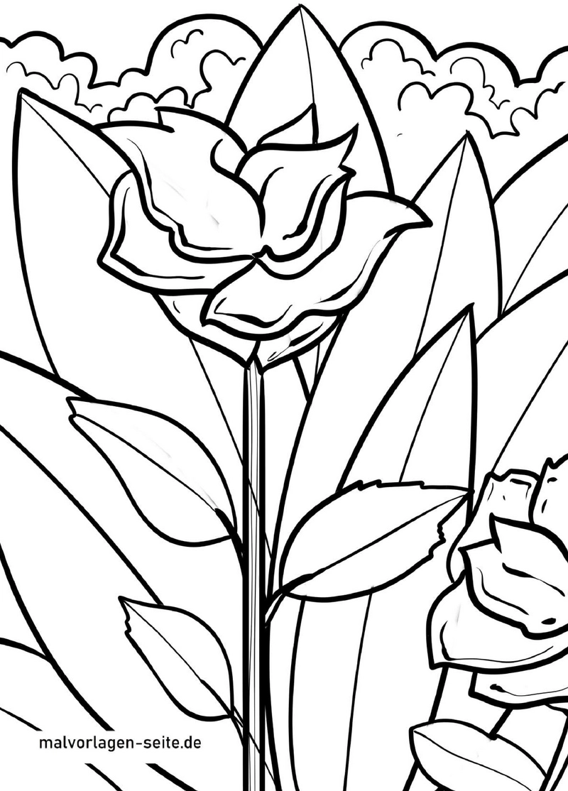 blumen-malen-ausmalvorlage-kreativ-gestalten