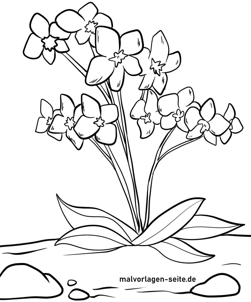 blumen-malen-kreativ-ausmalvorlage