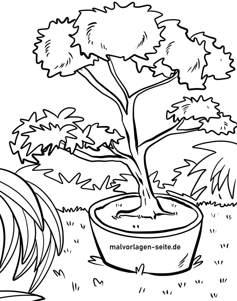 bonsai-baum-ausmalvorlage-mit-pflanzen