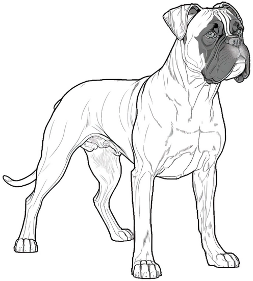 boxer-hund-ausmalbild-kreativ-ideen
