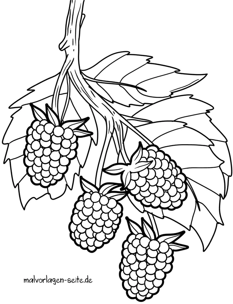 brombeeren-ausmalvorlage-zum-malen