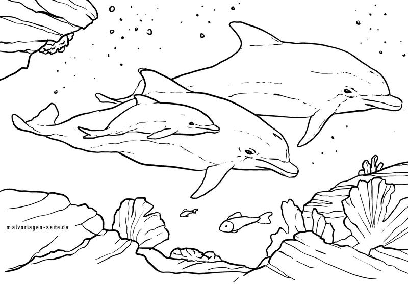 delfine-im-ozean-schwimmen-mit-korallen-und-fischen