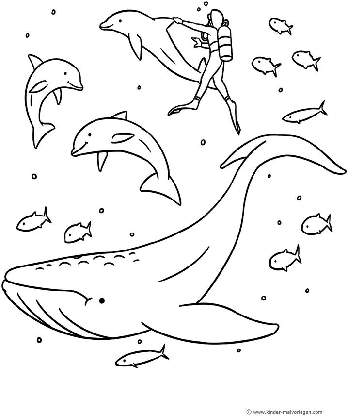 delfine-und-taucher-in-der-unterwasserwelt