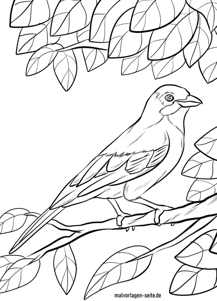eichelhaeher-ausmalvorlage-natur-vogel