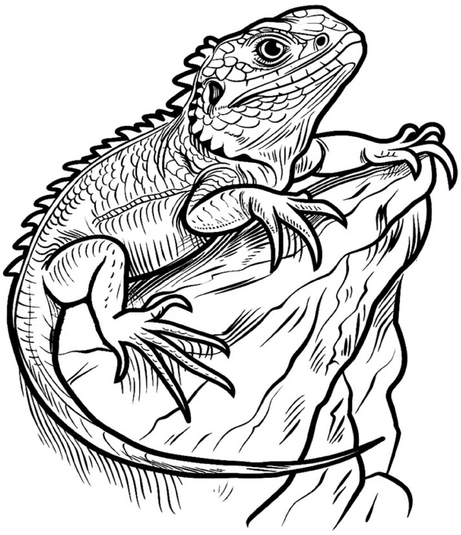 eidechse-malvorlage-auf-stein