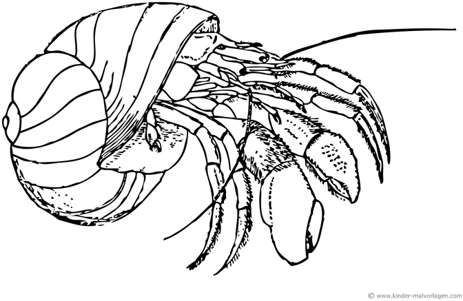 einsiedlerkrebs-ausmalvorlage-meeresbewohner
