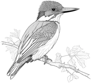 eisvogel-auf-ast-ausmalvorlage