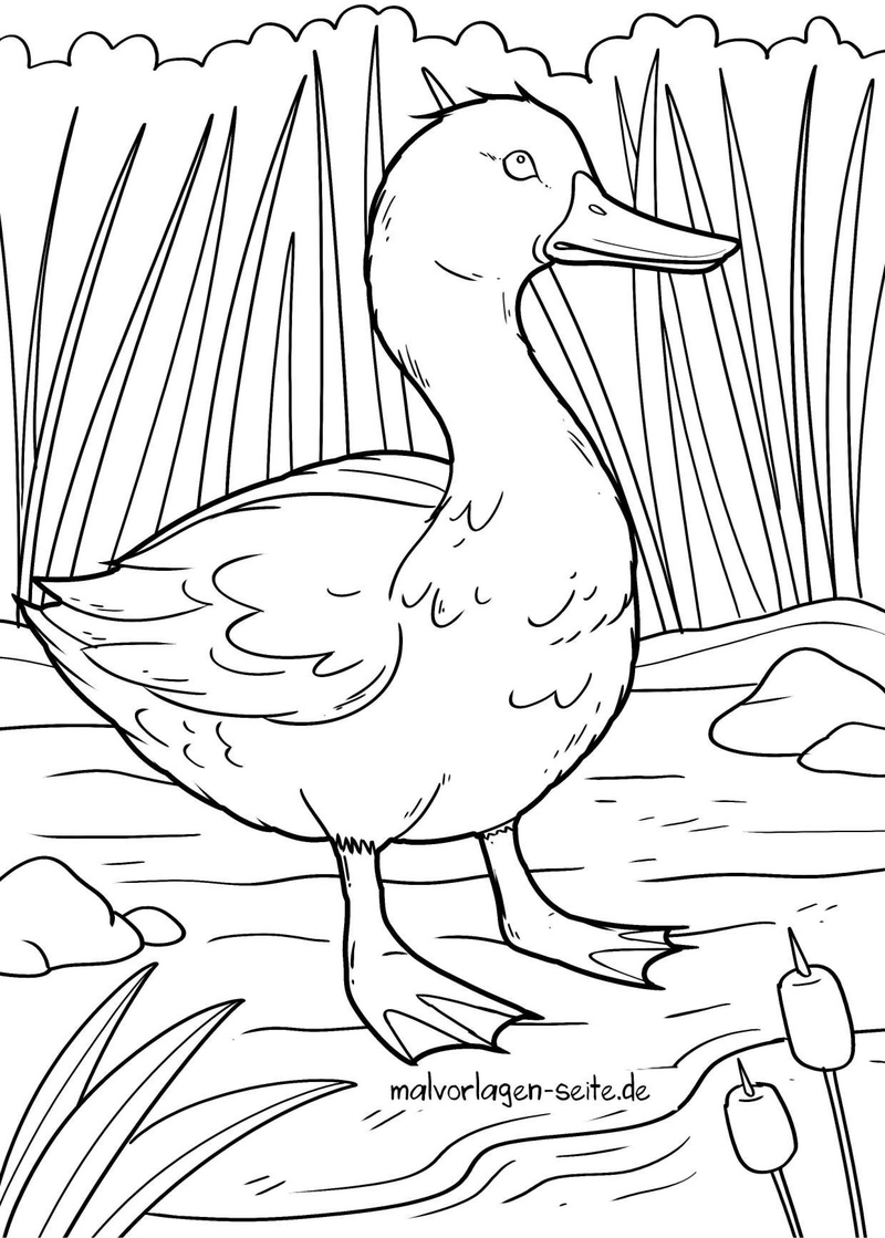 ente-am-gewaesser-mit-schilfrohr