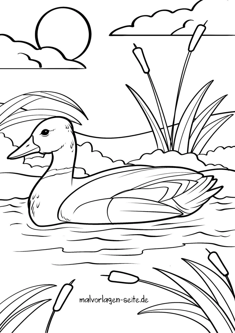 ente-im-wasser-schilfrohr-sonne