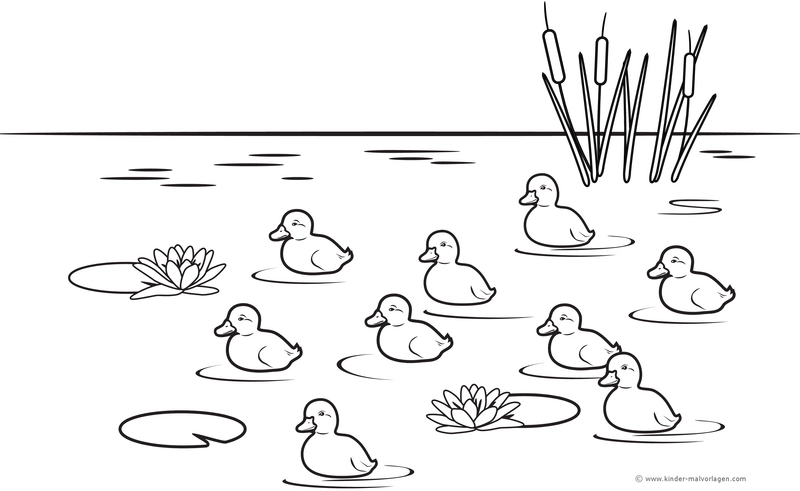 enten-auf-dem-teich-mit-seerosen-und-schilfrohr