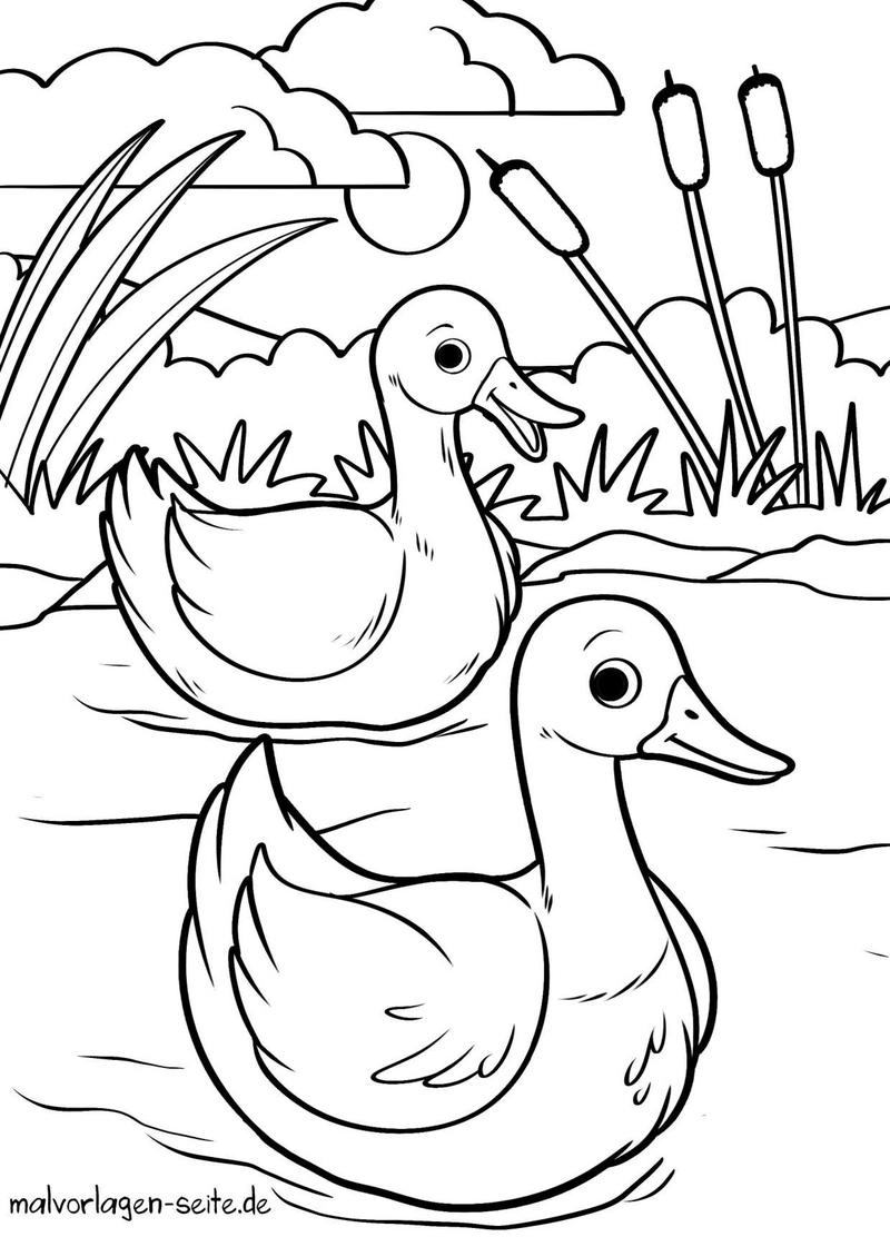 enten-auf-dem-wasser-mit-natur