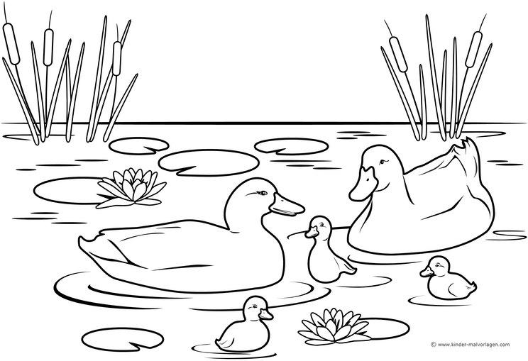 enten-im-teich-mit-schilfrohr-und-seerosen