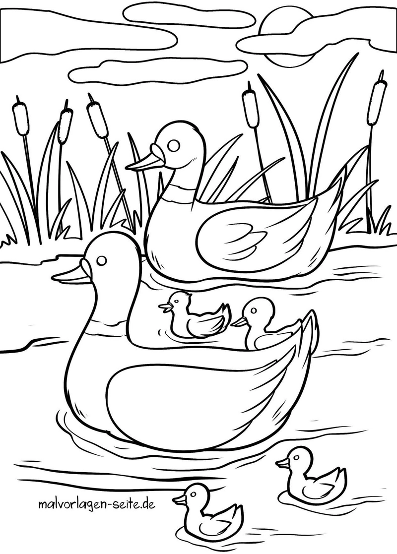 entenfamilie-in-natur-ausmalvorlage
