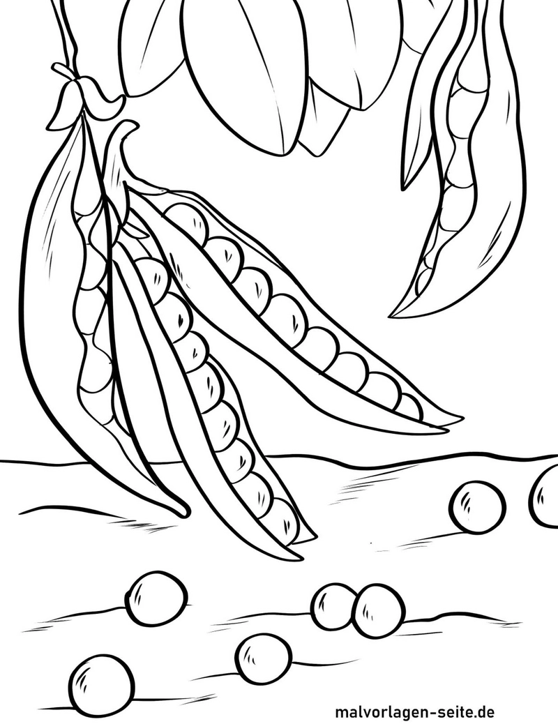 erbsen-in-der-natur-mit-schoten-und-erbsen