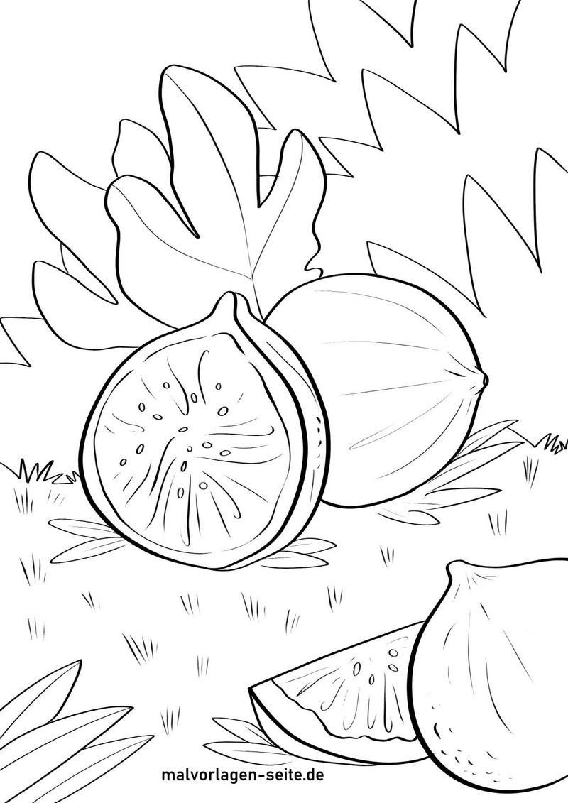feigen-und-blattwerk-malen-vorlage