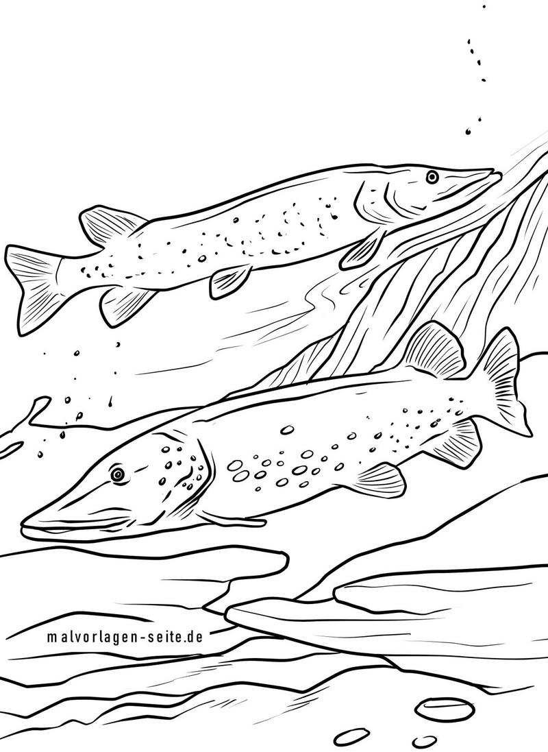 fische-in-der-natur-ausmalvorlage