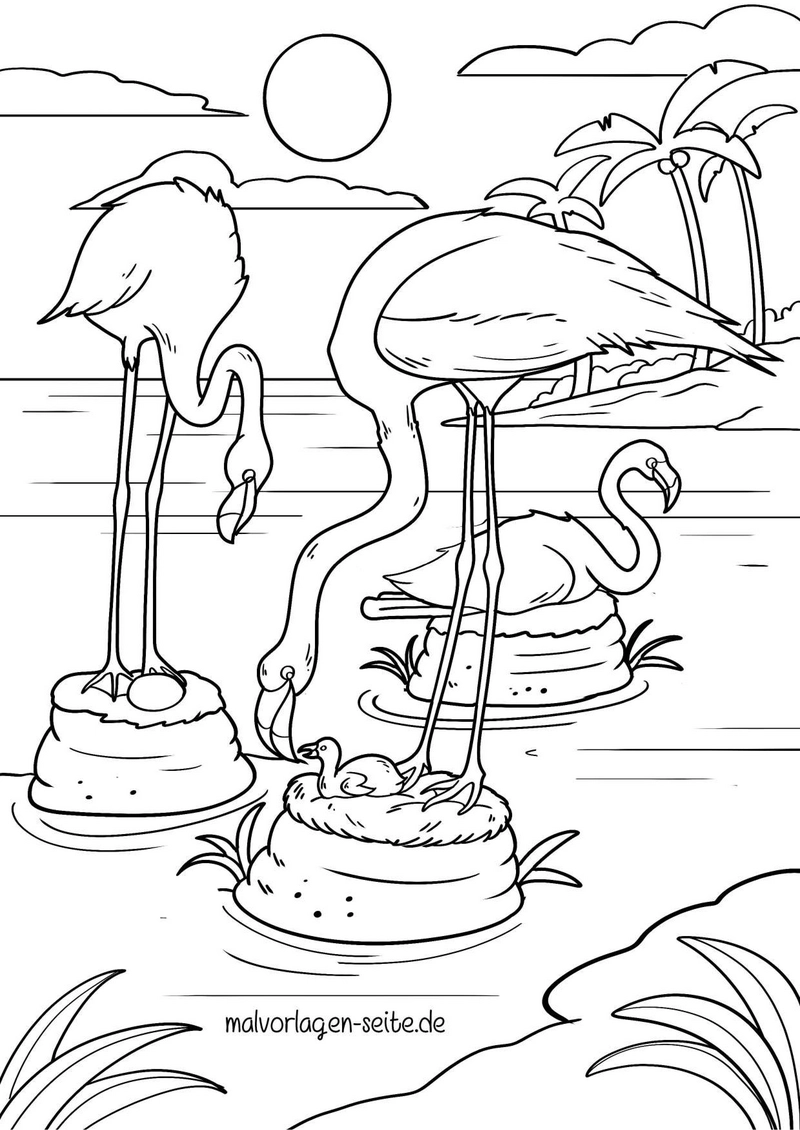 flamingos-in-der-natur-mit-nestern-und-eiern