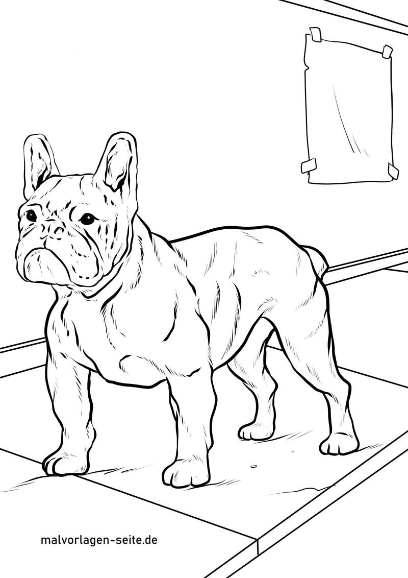 franzoesische-bulldogge-im-raum