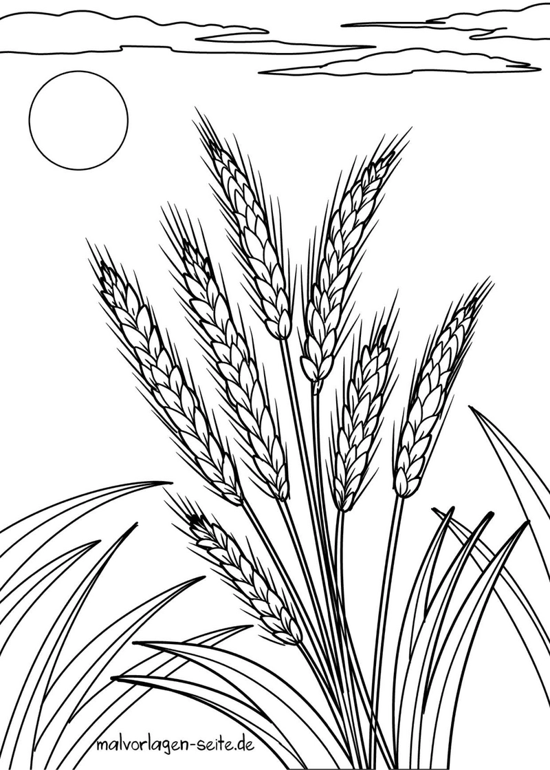 getreidehalme-im-sonnenlicht