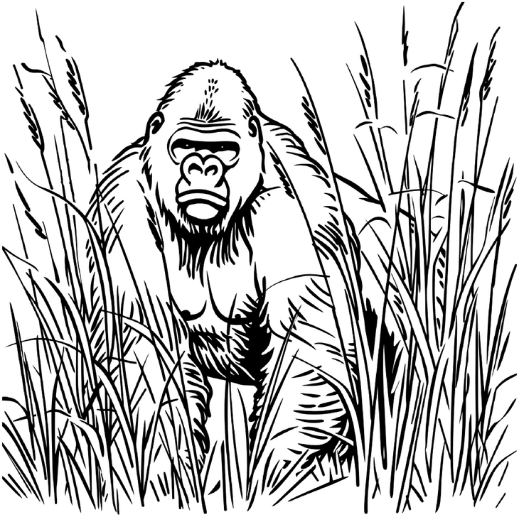gorilla-im-hohen-gras-malvorlage