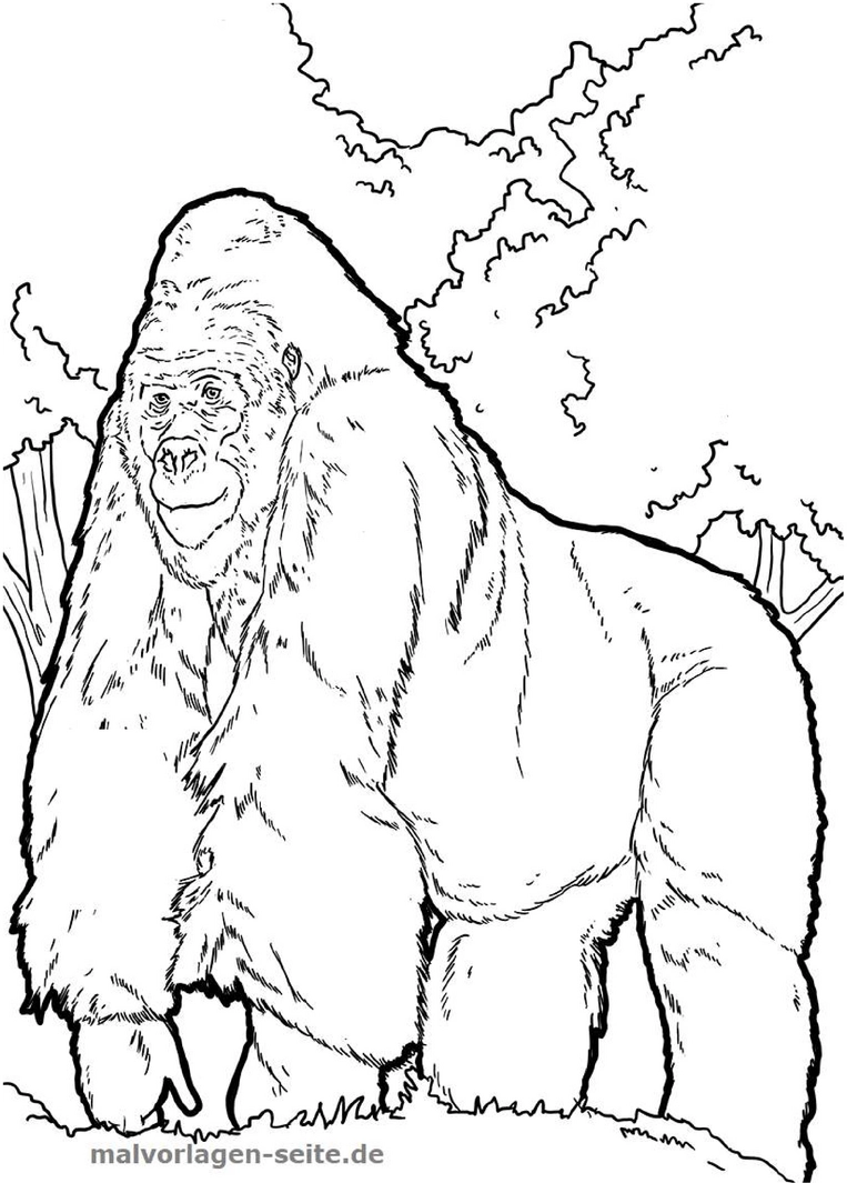 gorilla-in-der-natur-ausmalvorlage