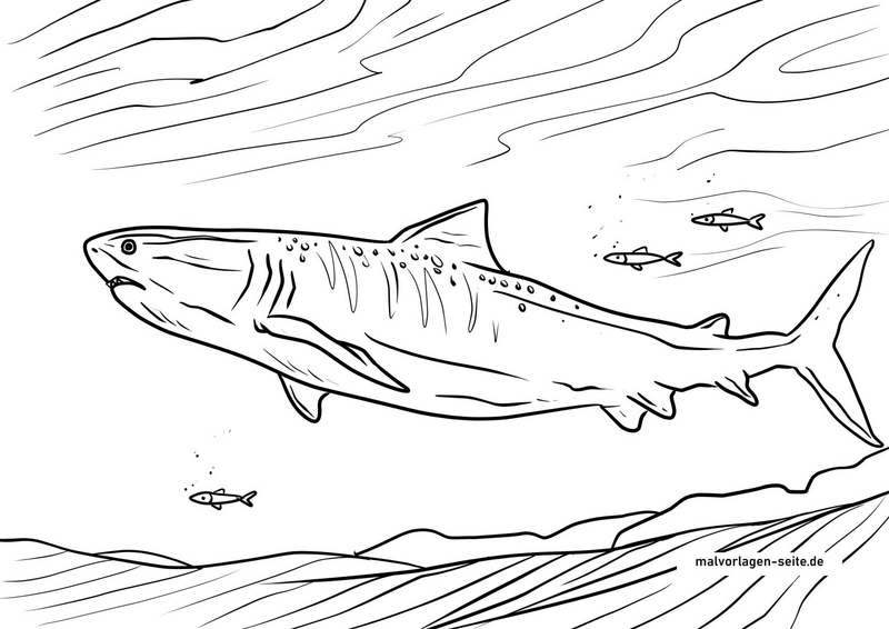 haifisch-tigerhai-meeresbewohner-ausmalvorlage