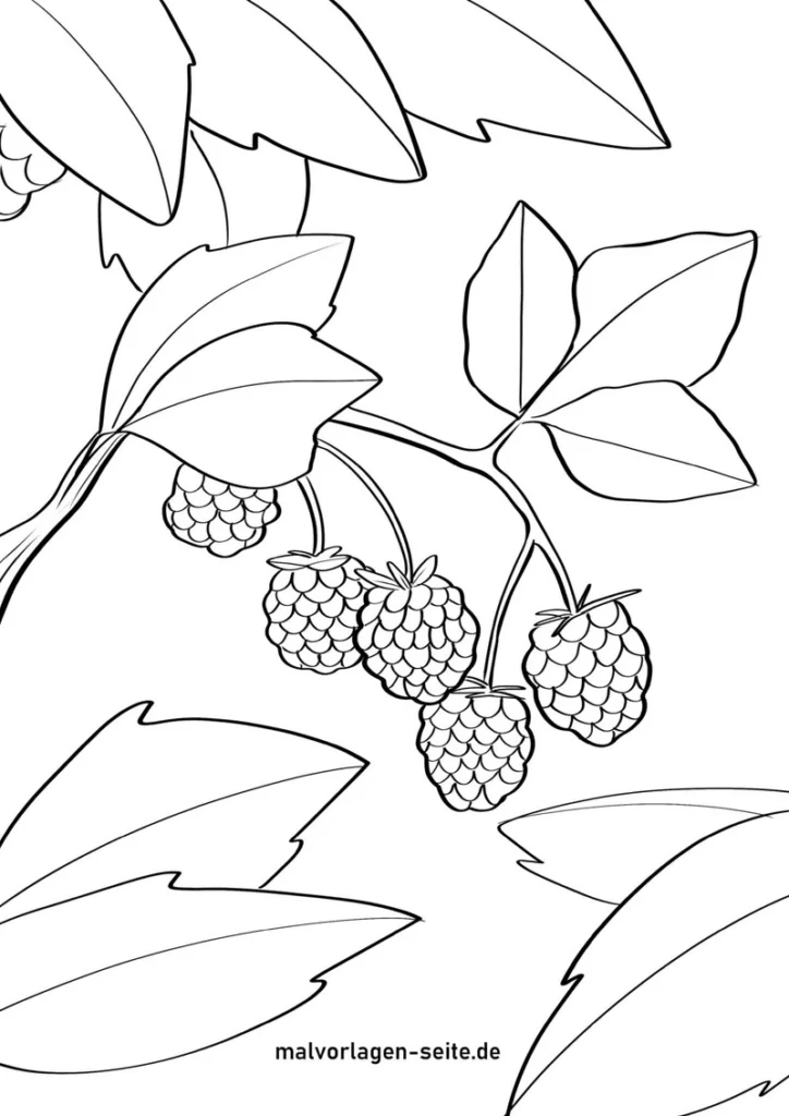 himbeeren-mit-blättern-ausmalvorlage