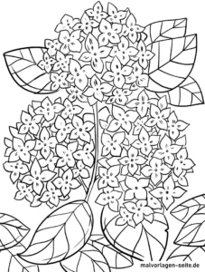 hortensien-blueten-ausmalvorlage