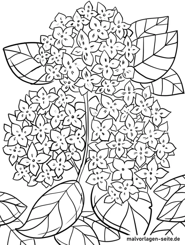 hortensien-blueten-ausmalvorlage