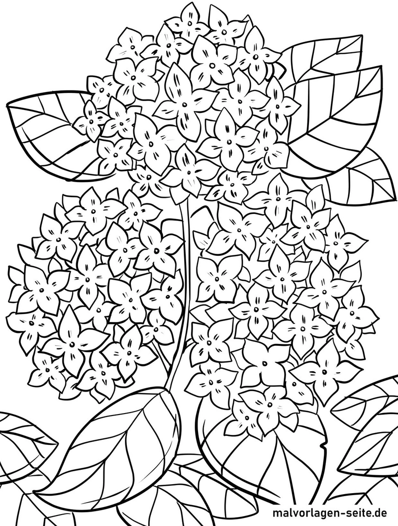 hortensien-blueten-ausmalvorlage
