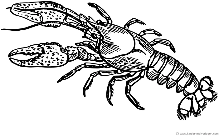 hummer-ausmalvorlage-kreativ-entdecken