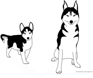 husky-malvorlage-fuer-kinder