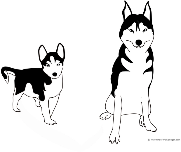 husky-malvorlage-fuer-kinder