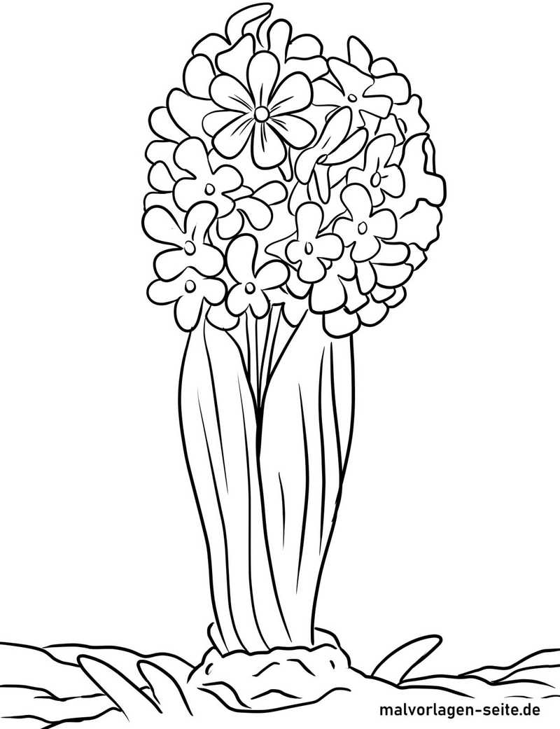 hyazinthe-ausmalvorlage-blumen-fruehling