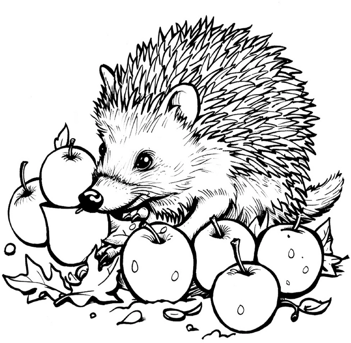 igel-umgeben-von-aepfeln-malvorlage