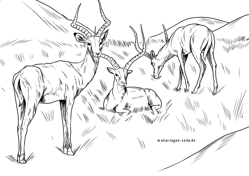 impalas-in-der-natur-malvorlage