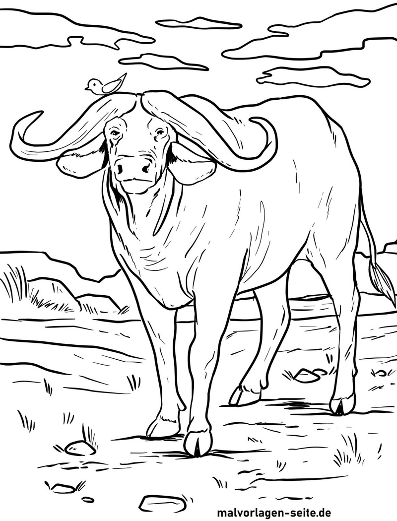 kaffernbueffel-mit-vogel-in-der-natur