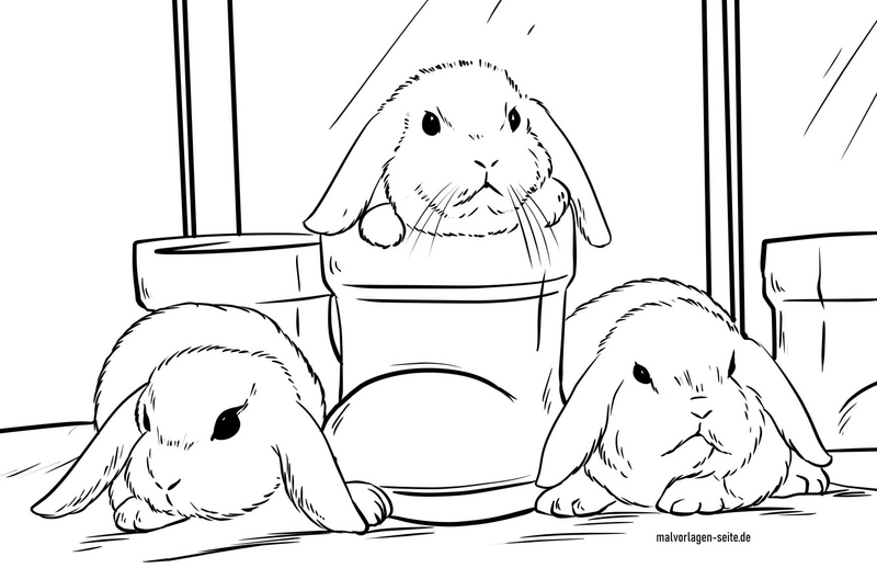 kaninchen-in-verschiedenen-posen