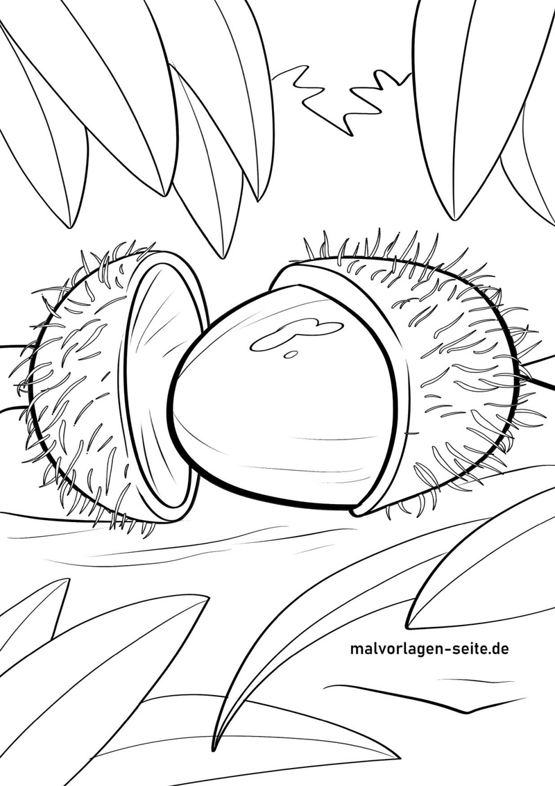 kastanie-ausmalbild-fuer-kinder